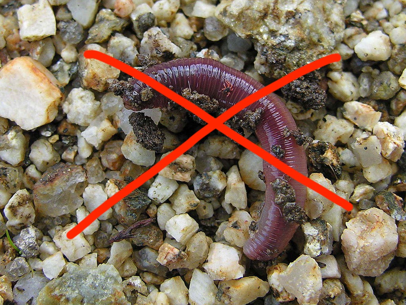 Earthworms may not seem sexy, but they have sex. Lots of it. Image: Luis Miguel Bugallo Sánchez/Wikimedia Commons